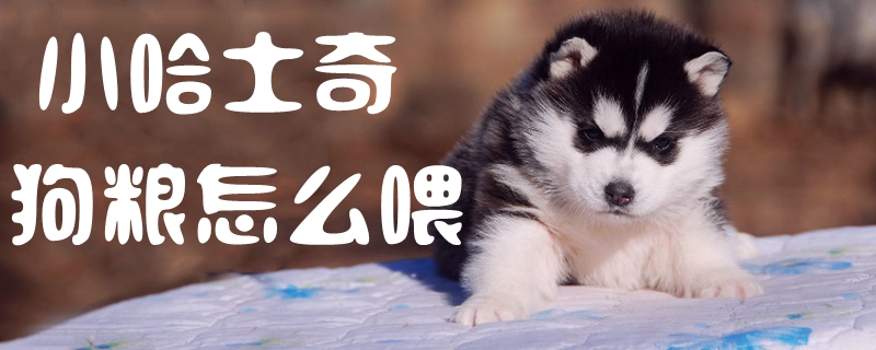 小哈士奇狗粮怎样喂1