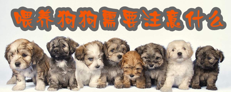 豢养狗狗须要注重什么