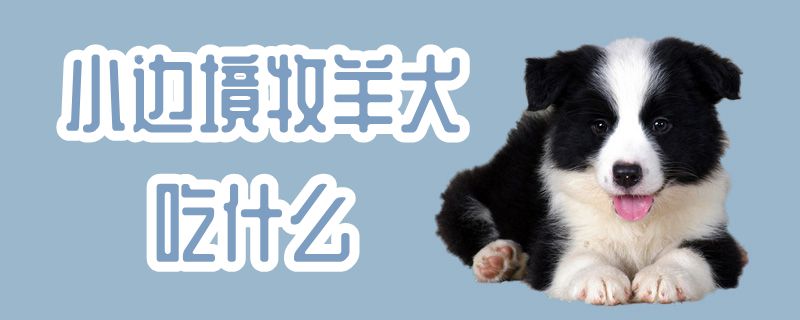 小边疆牧羊犬吃什么