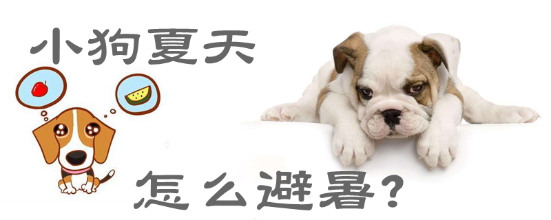 小狗夏天怎样躲暑