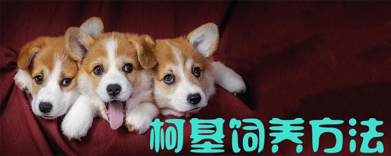 柯基豢养方式1