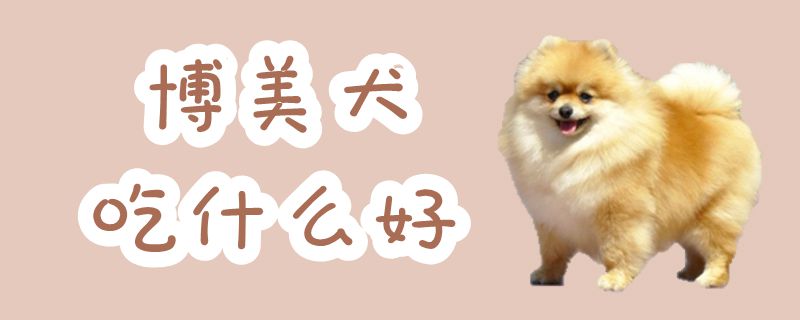博美犬吃什么佳