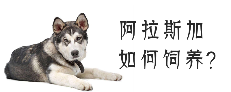 阿拉斯加怎么样养肥