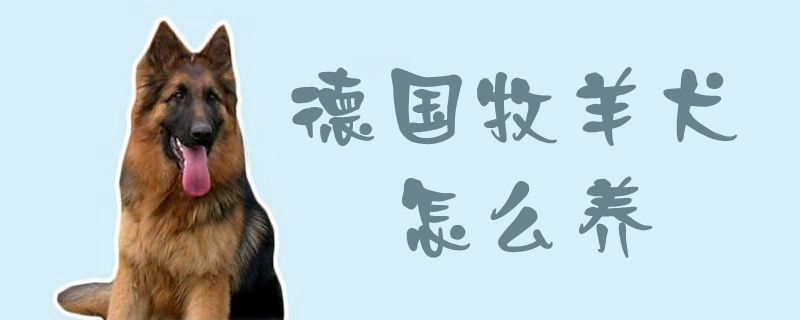德国牧羊犬怎样养1