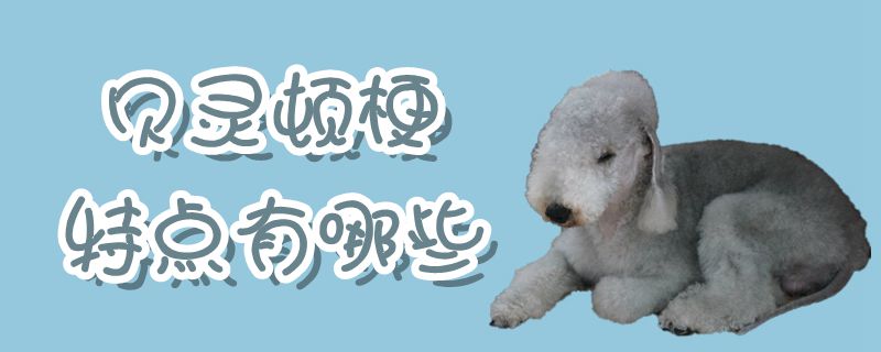 贝灵顿梗特性有哪些