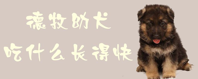 德牧幼犬吃什么长得快1