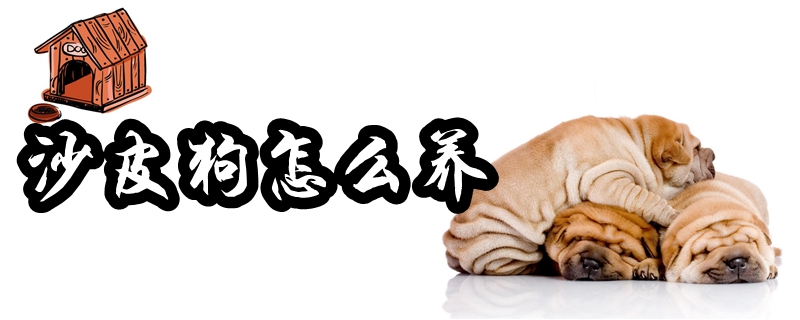 沙皮狗怎样养
