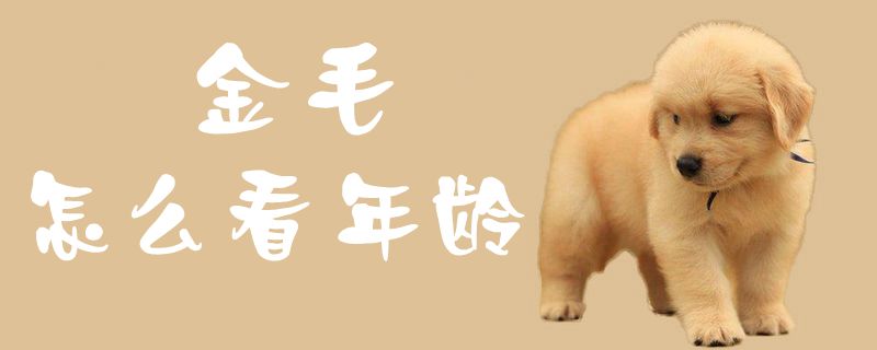 金毛怎样瞅年纪1
