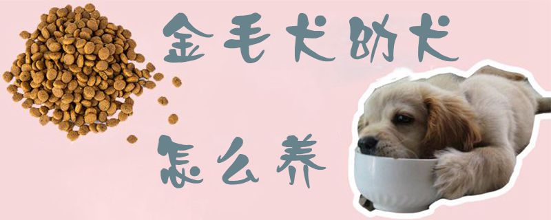 金毛犬幼犬怎样养1