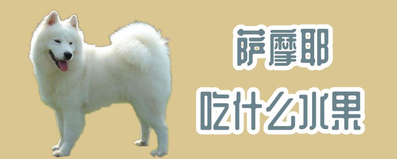 萨摩耶吃什么生果