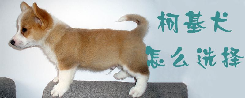 柯基犬怎样采用1