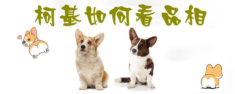 柯基怎么样瞅品相1