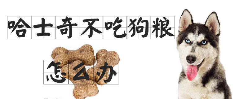 哈士奇没有吃狗粮怎样办
