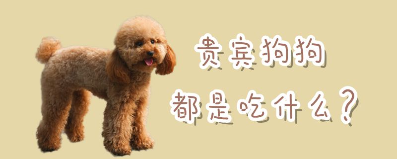 客人狗狗都是吃什么