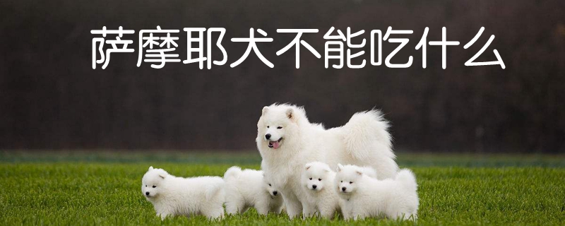 萨摩耶犬不行吃什么