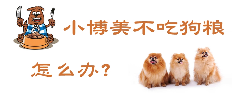 小专美没有吃狗粮怎样办