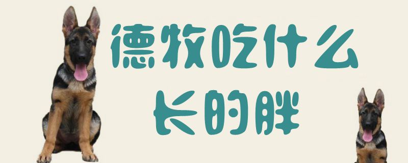 德牧吃什么长的肥1