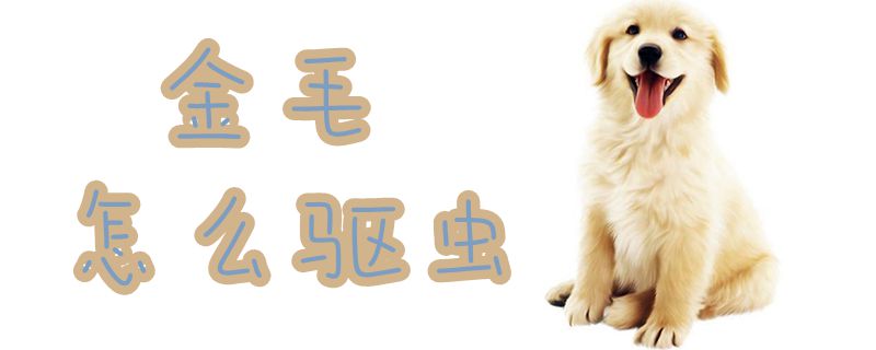 金毛怎样驱虫