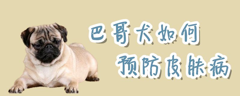 巴哥犬怎么样防止皮肤病