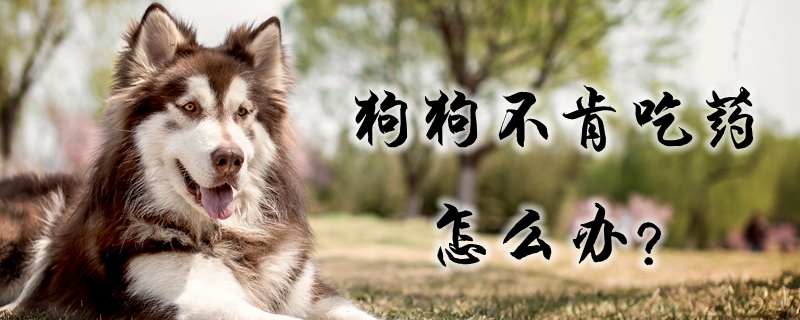 狗狗不肯吃药怎样办