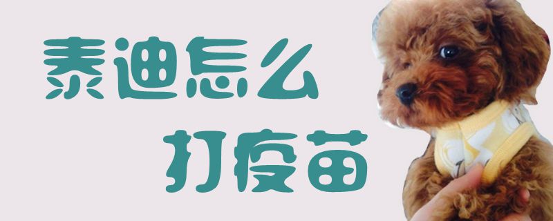泰迪怎样挨疫苗1