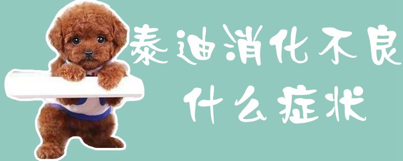泰迪消食没有良什么症候1