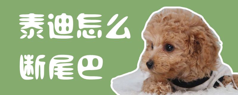 泰迪怎样断尾巴1