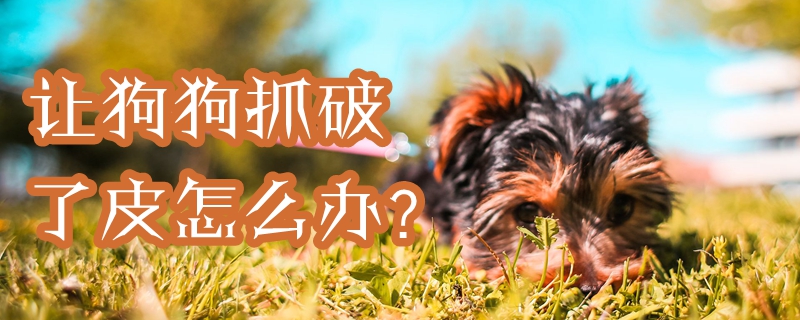让狗狗抓破了皮怎样办
