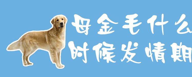 母金毛什么时间发情期1