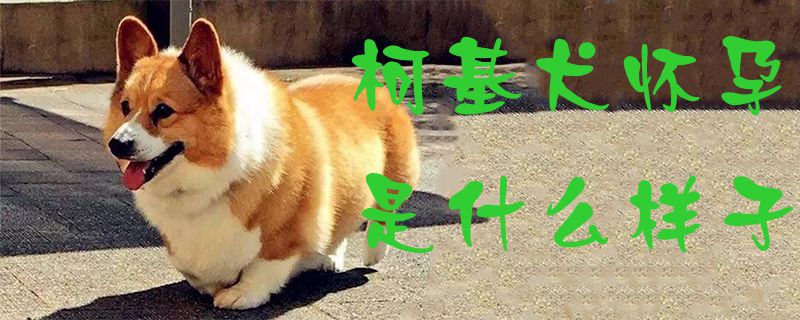 柯基犬怀胎是什么格式1