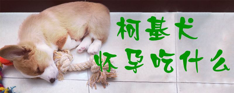 柯基犬怀胎吃什么1