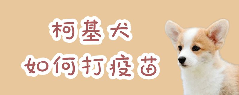 柯基犬怎么样挨疫苗