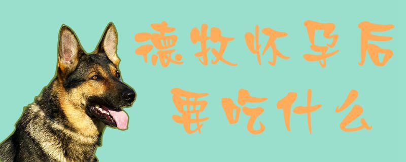 德牧怀胎后要吃什么1