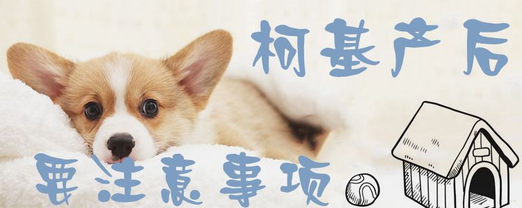 柯基产后要注重事项1