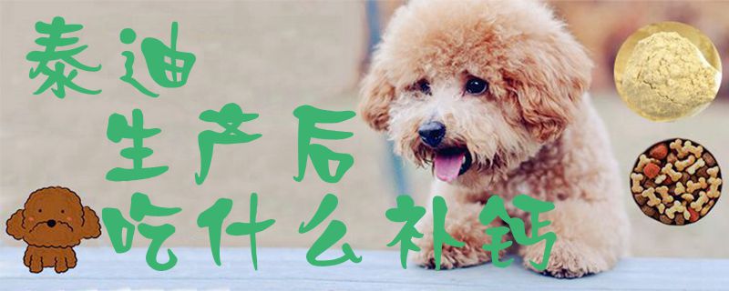 泰迪消费后吃什么补钙1