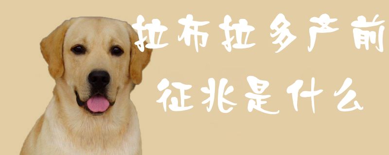 拉布拉多产前征候是什么2