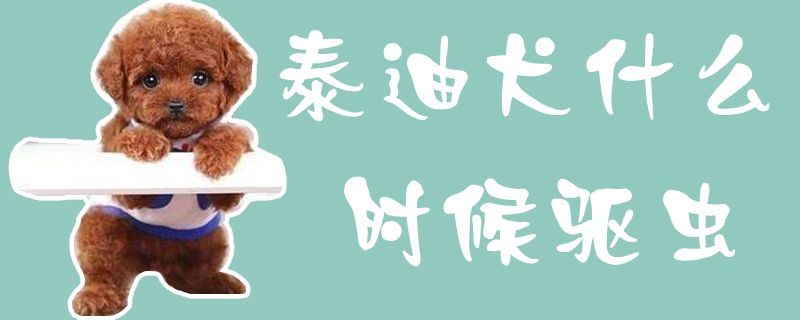泰迪犬什么时间驱虫1