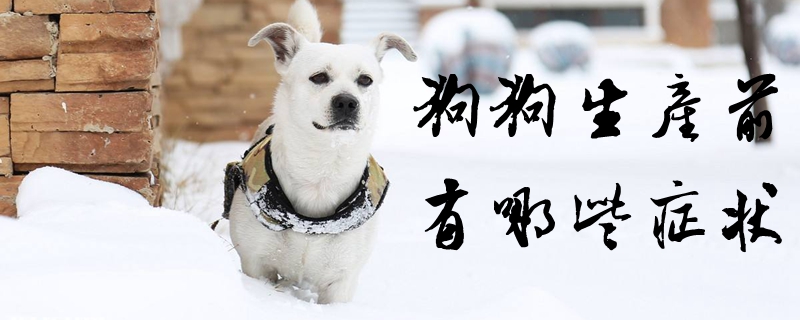 狗狗消费前有哪些症候