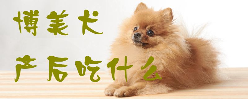 专美犬产后吃什么1