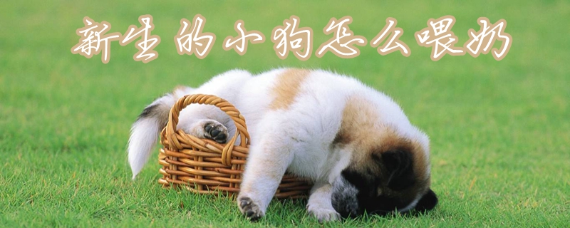 鼎盛的小狗怎样喂奶
