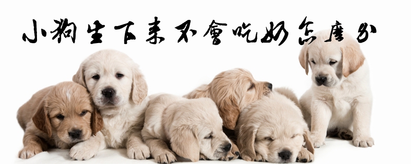 小狗生下来没有会吃奶怎样办