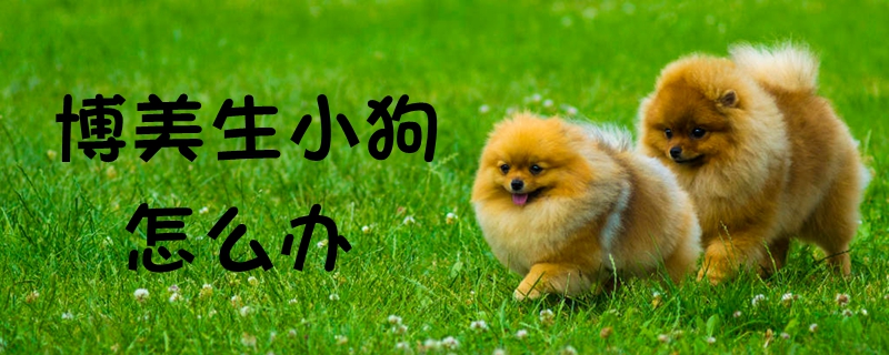 专美生小狗怎样办
