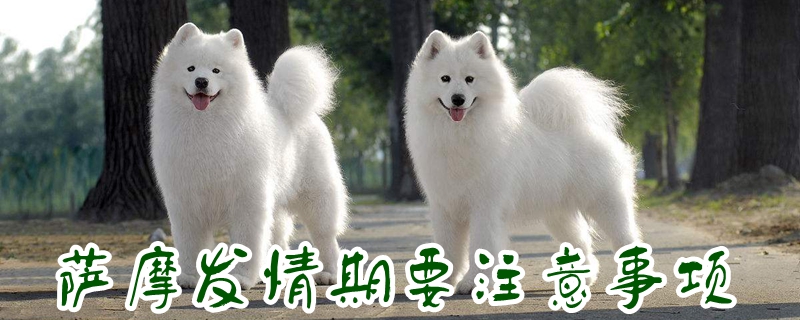 萨摩发情期要注沉事项