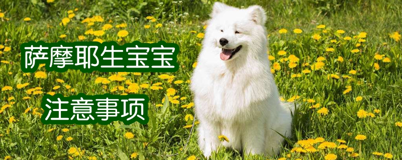 萨摩耶生宝宝注沉事项