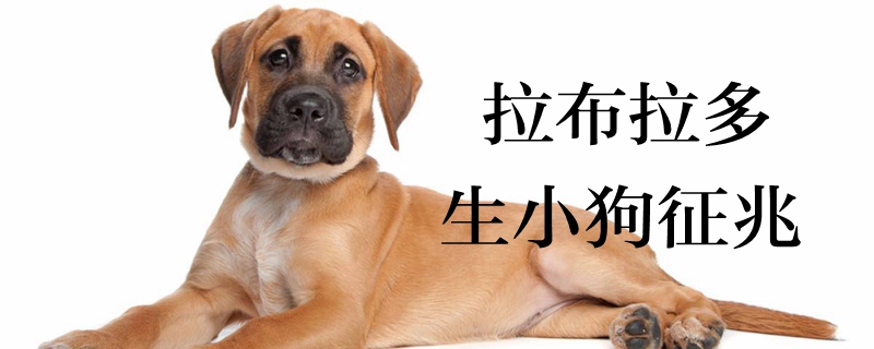 拉布拉多生小狗征候