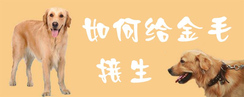怎么样给金毛交生1