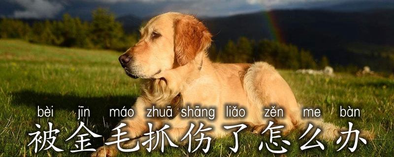 被金毛抓伤了怎样办