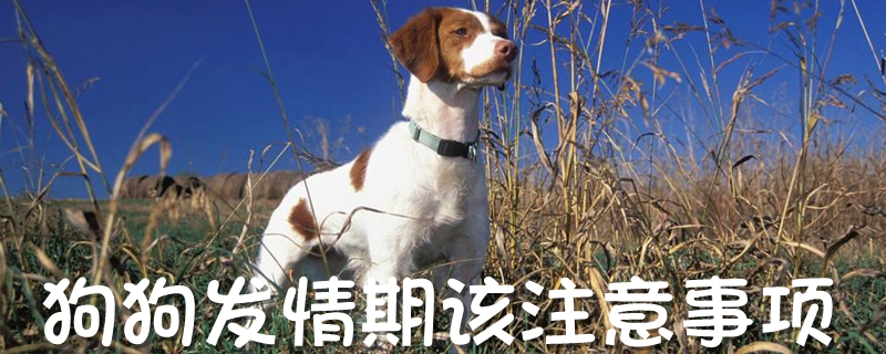 狗狗发情期该注重事项