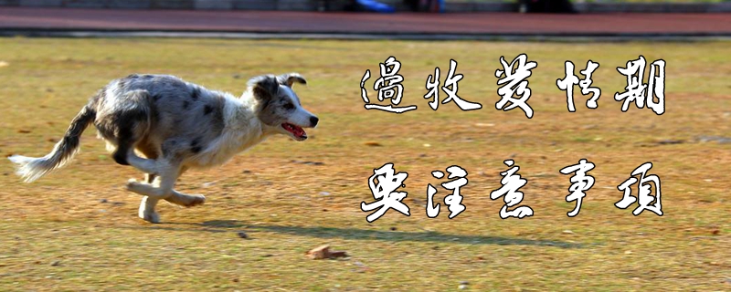 边牧发情期要注重事项