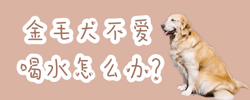 金毛犬没有爱喝水怎样办